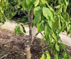 Grapfruit Spec - S2L2P16