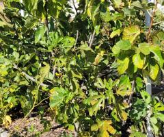 Figuier Boule d'Or - O1L1P1