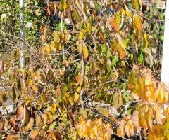 Kaki Coréen Noir - O2L3P3