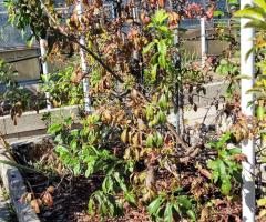 Abricotier P. de Nancy - O2L6P1