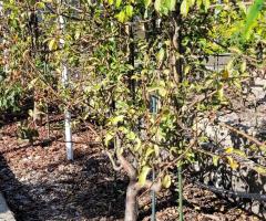 Poire Williams - O2L8P2