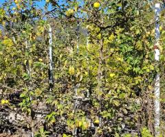 Pomme Granny Smith - O2L10P1