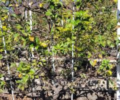 Pomme Red Chief - O2L10P2