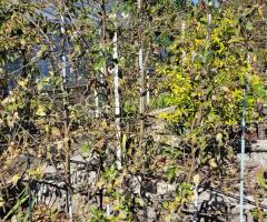 Pomme Idared - O2L10P3