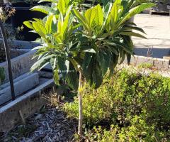 Nèfle du Japon - O3L1P1