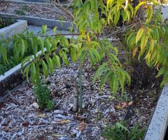 Pêche Blanche du Japon - O3L2P2