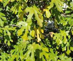 Figuier Violet - O1L1P3