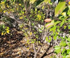 Griotte Sucrée Buisson - O4L3P2