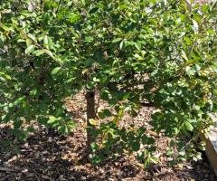 Cornouillier - O4L4P1