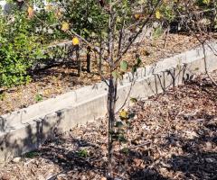 Cornouillier - O4L4P2