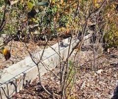 Cornouillier - O4L4P3