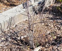 Cornouillier - O4L4P4