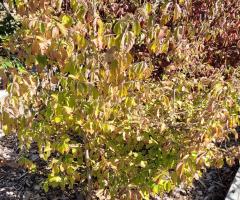 Poire Bergamotte - O4L5P1