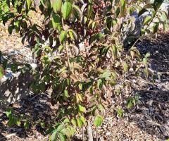 Poire Bergamotte - O4L5P3