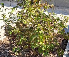 Poire Williams Rouge - O4L5P4