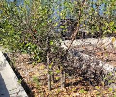 Azerolle Jaune - O4L6P1