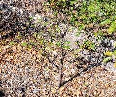 Griotte Sucrée Buisson - O4L3P4