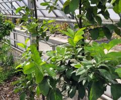 Poire du commandeur - S2L1L5