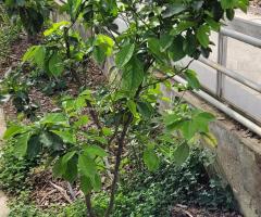 citron Amalfi - S2L1P6