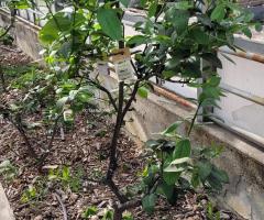 citron Amalfi - S2L1P7