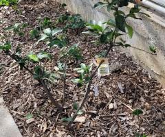 Interdonato - S2L1P8