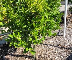 Orange Russe - O1L2P1