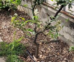 Citron Meyer - S2L1P12