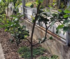 Citron de Sorento - S2L1P14