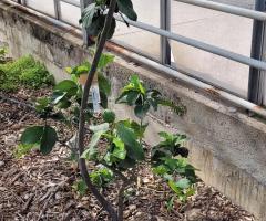 Bouquetier de Nice - S2L1P10