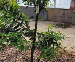 Orange Russe - S2L2P22