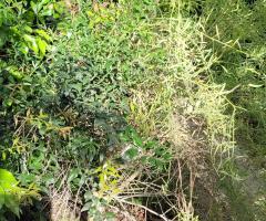 Indian Goesberry - S2L3P23