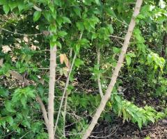 Eremus Citrus Clauca - S2L3P24