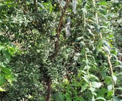 Austr. Xaustraliasica - S2L3P25