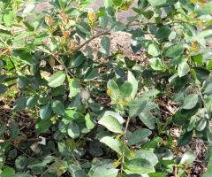 Goyave Fraise - S2L3P26