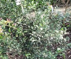 citrus Australis - S2L3P27