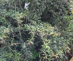 Austr. Xaustraliasica - S2L3P29