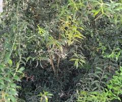 lime australienne - S2L3P31