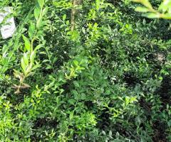 citron Caviar - S2L3P32