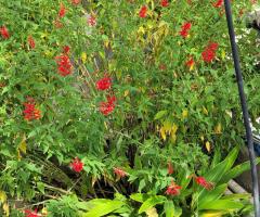 Ananas-Salbei - S2L5P1