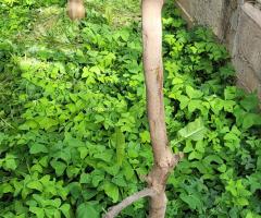 Tangor Amoa 8 - S2L5P16