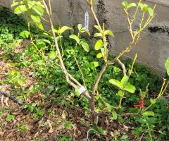 Melarosa Bergamotte - S2L5P20