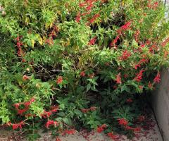 Ananas Salbei - S2L5P21