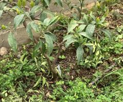 clémentine Oronules - S2L5P3