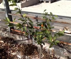 Pink Limette -S1L1P9