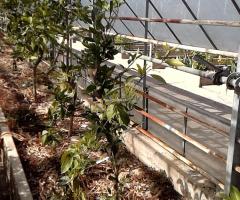 Limonica Medica variegata - S1L1P10