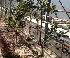 Lime de Tahiti - S1L1P11