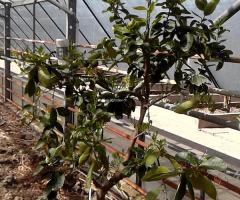 Lime de Tahiti - S1L1P12