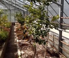 Lime Beldi - S1L1P16