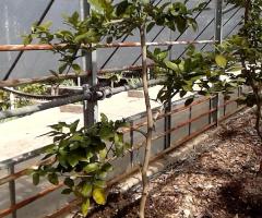 Lime Beldi - S1L1P17