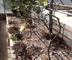 Pink Grapefruit - S1L1P21